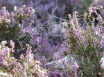 FZ020331 Dew on spiderwebs in heather (Calluna vulgaris).jpg